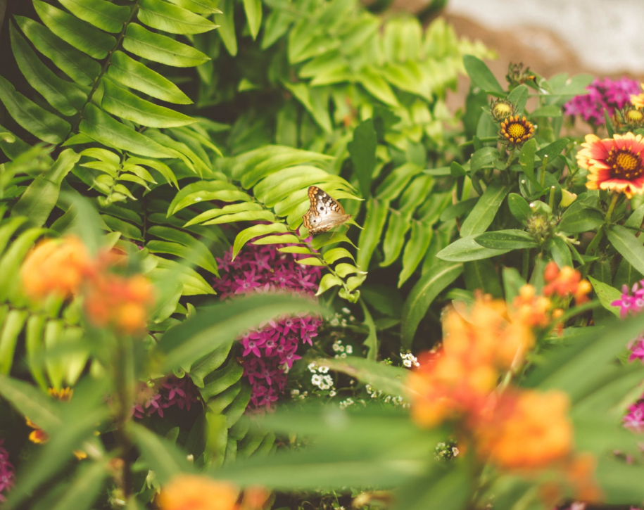 Plants and butterflies.